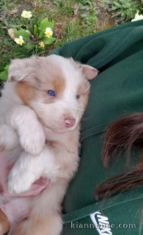 Je donne chiot berger australien 