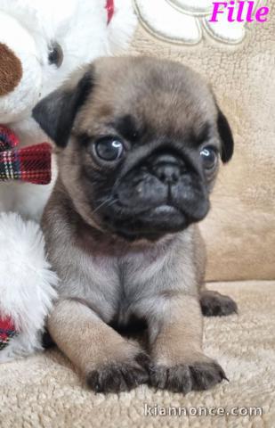 chiot type carlin a donner 