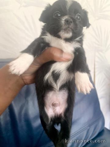 chiot chihuahua disponible 