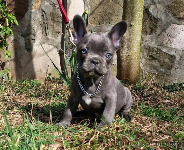 chiot bouledogue français a donner 