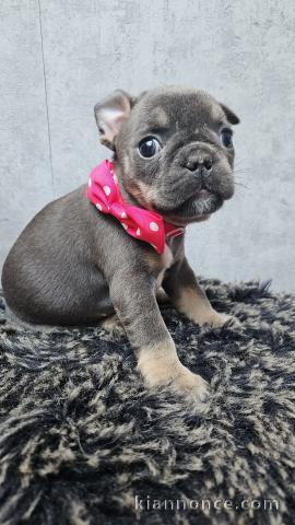 chiot bouledogue français a donner 