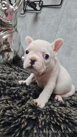 chiot bouledogue français a donner 