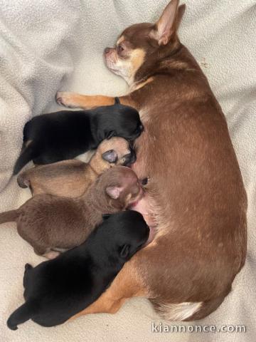 Annonce des chiots chihuahua disponible 