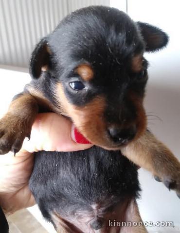 chiot Pinscher nain à donner 
