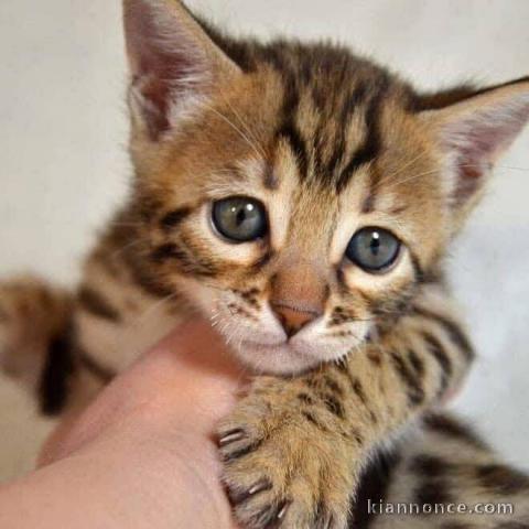 Je donne chaton disponible Bengal 