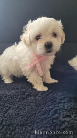 je donne chiot bichon disponible 