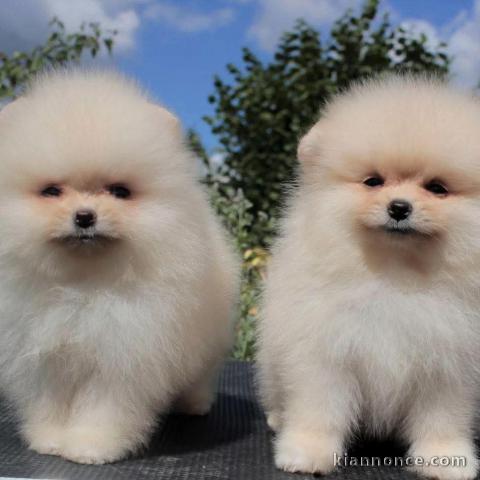 chiot spitz nain lof Mp 