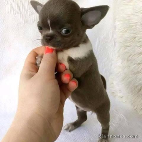 chiot type chihuahua femelle a donner 