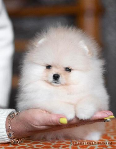 chiot spitz allemand race pure 