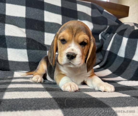 chiot beagle disponible à adopter 