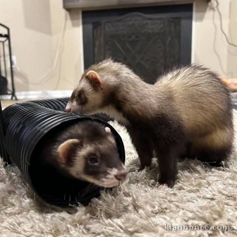 Furets a donner disponible 