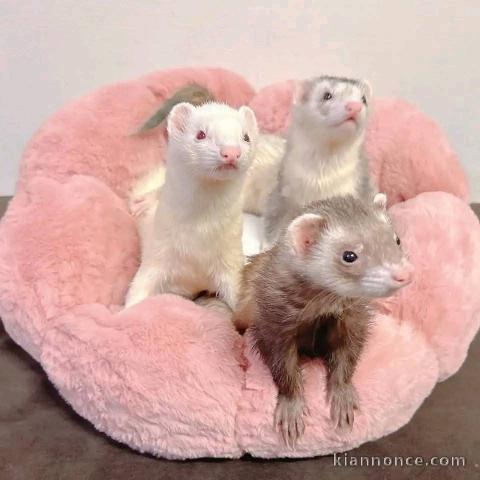 Magnifique furet a donner 