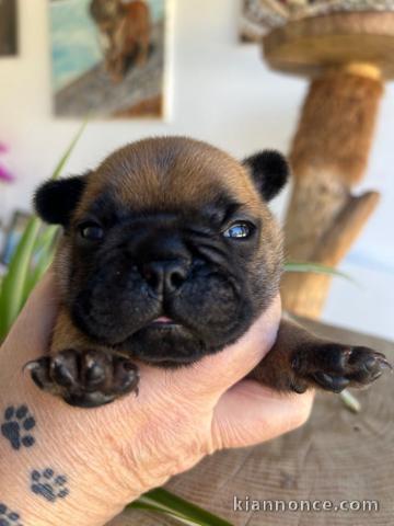 chiot bouledogue français a cédé 