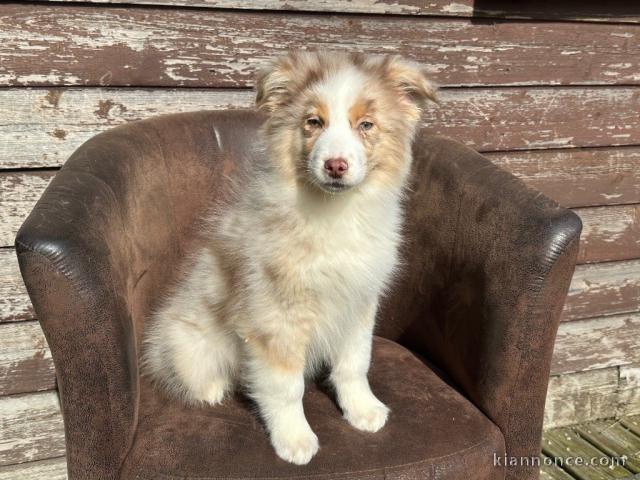 chiot berger australien lof femelle a donner 