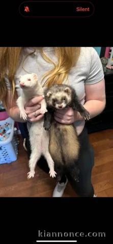 je donne furets disponible 