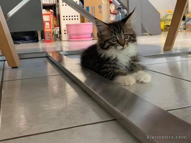 Bébé chaton Maine coon adorable 