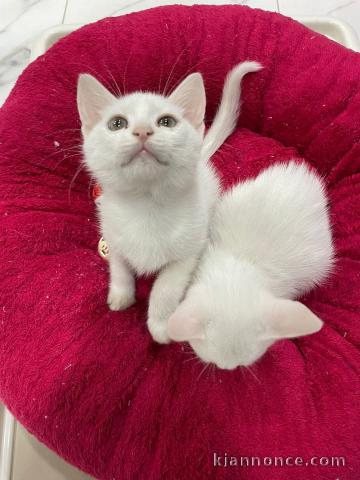 Bébé chaton disponible pour adoption 