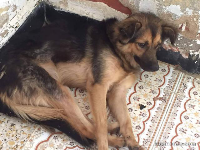 chiot berger allemand a donner femelle 