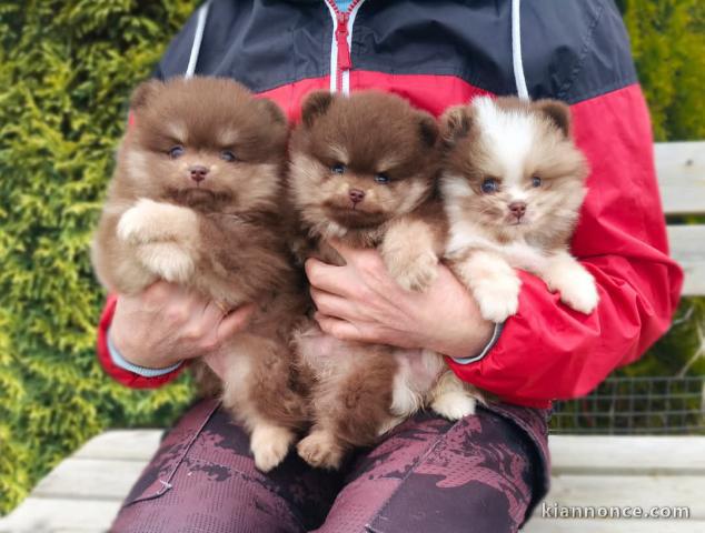 À adopter chiot spitz lof