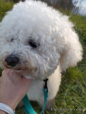 chiot bichon maltais disponible 