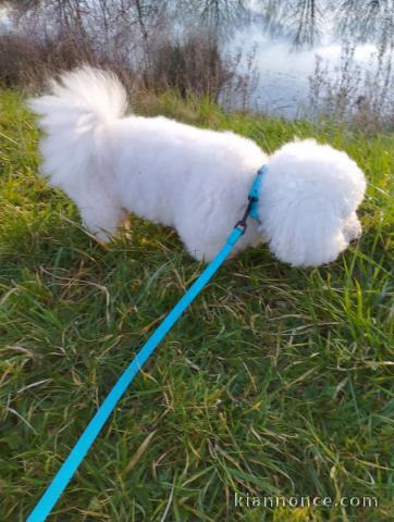 chiot bichon frisé a donner 