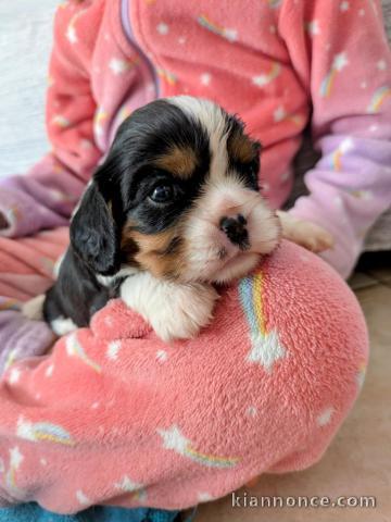 chiot cavalier king charle femelle a donner 