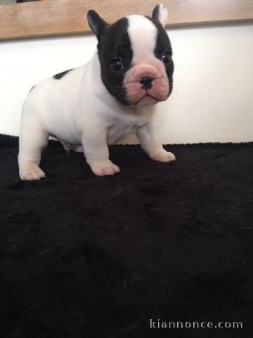 chiot bouledogue français a donner 