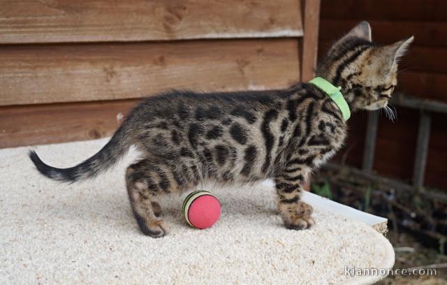chaton Bengal a donner 