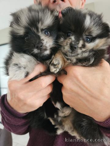 chiot spitz nain disponible a donner 