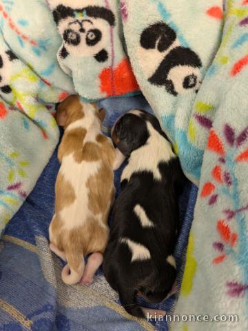 Bébé à adopter chiot cavalier king charle 