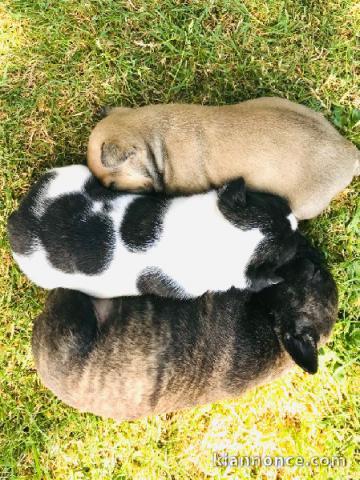 Deux chiots bouledogue français à donner 