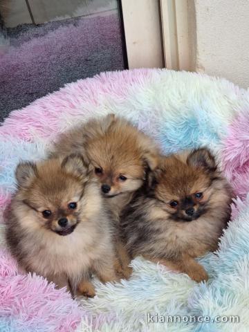 chiot spitz nain disponible 