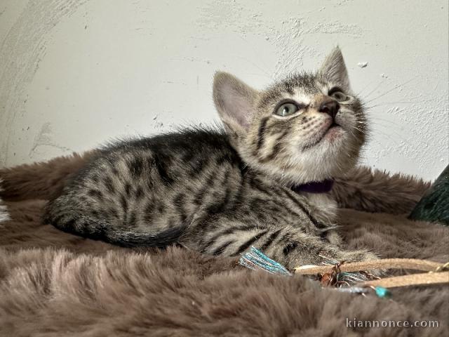 Bébé chaton Bengal adorable disponible de suite 