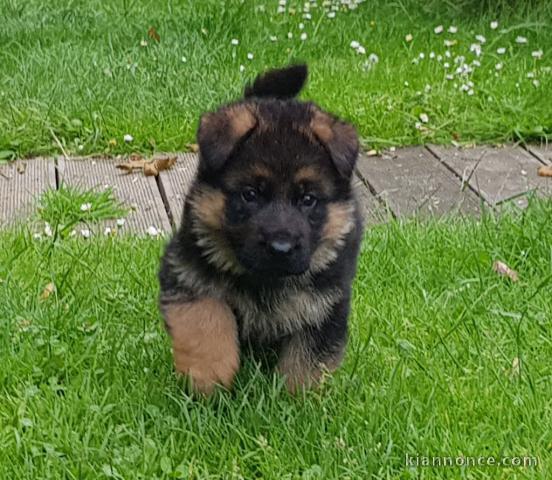 Adorable chiot berger allemand femelle a donner 