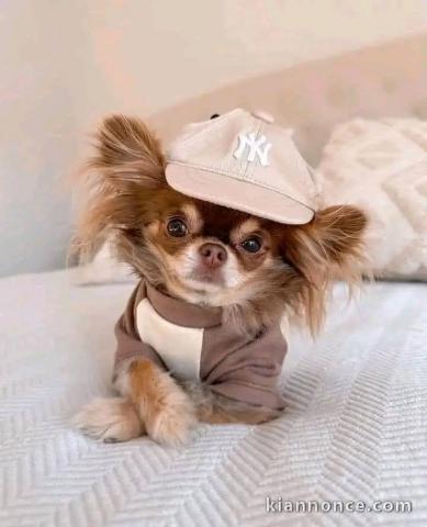 Chiot chihuahua femelle a donner 