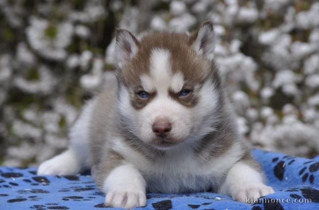 chiot sibérien husky femelle a donner 