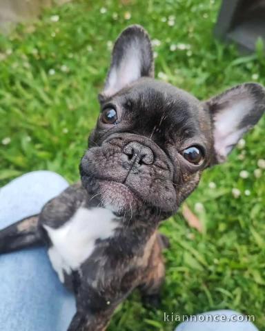 chiot bulldog français mâle à adopter 