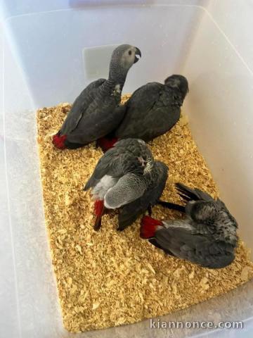 adoption perroquet gris Gabon disponible 