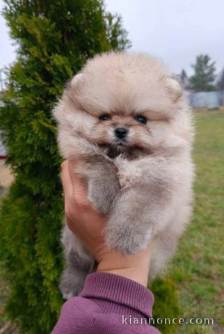 Petit chiot spitz nain disponible femelle 