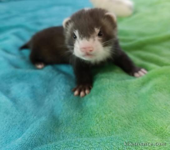 Petit furets disponible mâle et femelle 