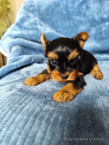 chiot Yorkshire femelle disponible 