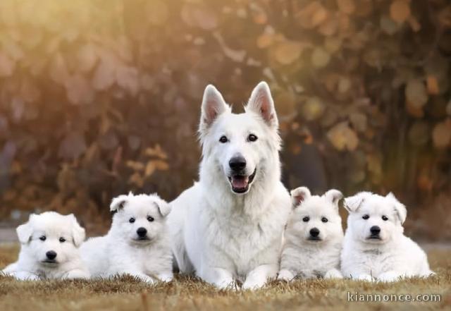 Adorables chiots berger blanc suisse 