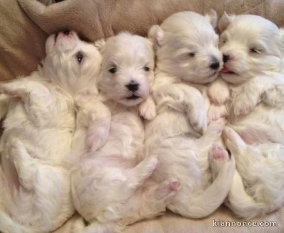 Chiot bichon maltais mâle a donner 