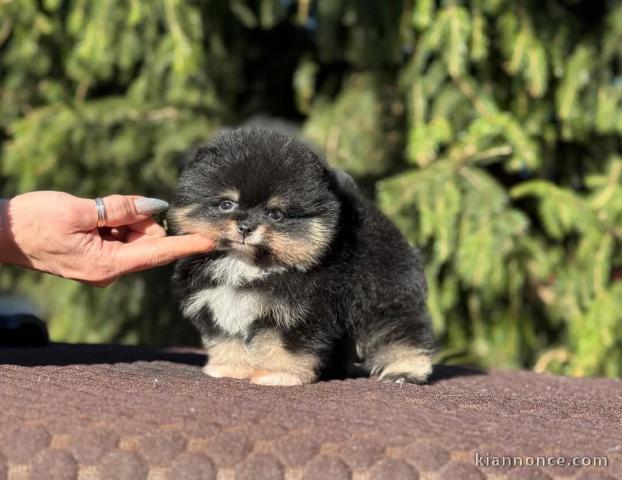 Dons chiot spitz nain disponible 