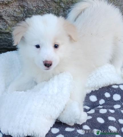adorable chiot labrador a donner contre bon soins 