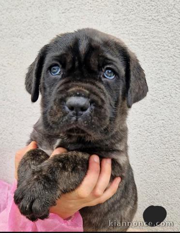 chiot cane corso a donner femelle aux yeux bleus 