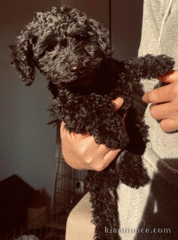 Chiot caniche disponible 