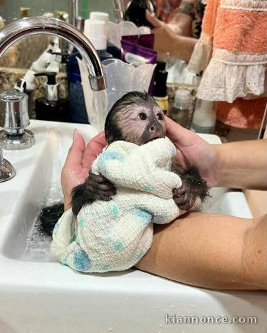 Bébé singe capucin à adopter 