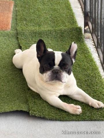 chiot bouledogue français à donner 