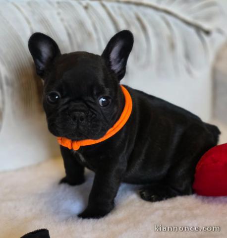 chiot bouledogue français a donner femelle 